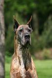 DOGUE ALLEMAND 859